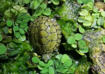 Nackenstreifen Moschusschildkröte Sternotherus minor peltifer Nachzucht Baby kleinbleibend