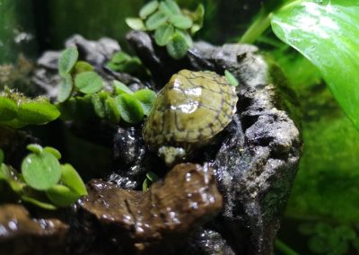 Nackenstreifen Moschusschildkröte Sternotherus minor peltifer Nachzucht Baby am Land