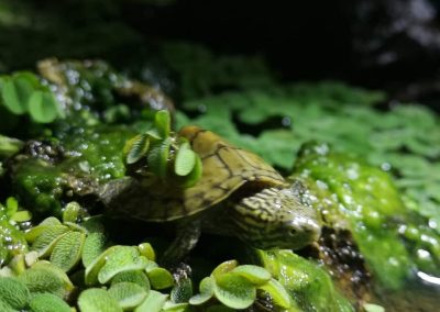 Nackenstreifen Moschusschildkröte Sternotherus minor peltifer Nachzucht Baby mit Wasserpflanze auf Panzer