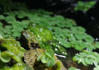 Nackenstreifen Moschusschildkröte Sternotherus minor peltifer Nachzucht Baby unterwegs zum Wasser