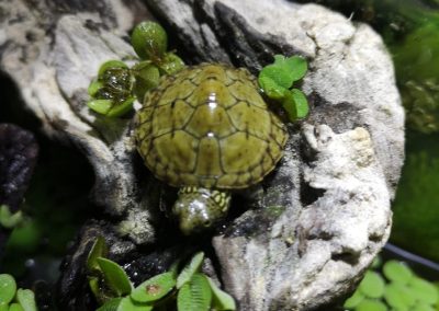 Nackenstreifen Moschusschildkröte Sternotherus minor peltifer Nachzucht Baby am Land Vogelperspektive