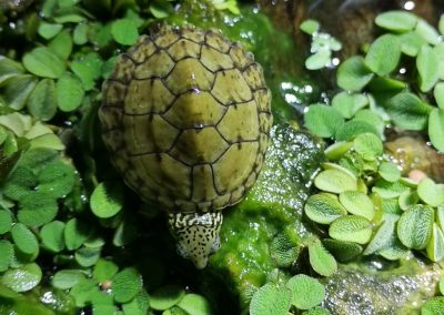 Nackenstreifen Moschusschildkröte Sternotherus minor peltifer Nachzucht Baby Oberpanzer Kopf Hals Zeichnung