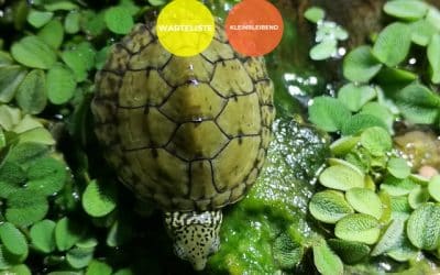 Sternotherus minor peltifer – Nackenstreifen Moschusschildkröte Nachzuchten Warteliste