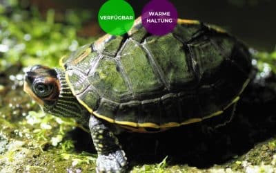Pangshura tecta – Indische Dachschildkröte Nachzuchten