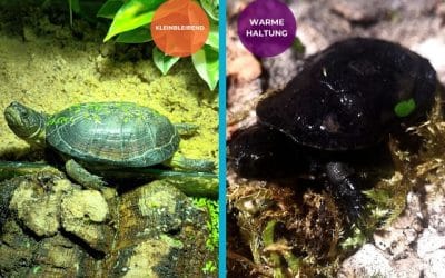 Pelusios nanus – Zwergklappbrustschildkröte Nachzuchten und Erwachsene