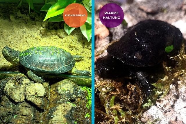 kleinbleibende Mini Schildkröte Pelusios nanus Zwergklappbrustschildkröten Nachzuchten kaufen adult erwachsene