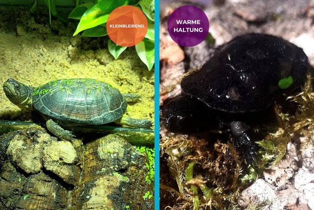 kleinbleibende Mini Schildkröte Pelusios nanus Zwergklappbrustschildkröten Nachzuchten kaufen adult erwachsene 