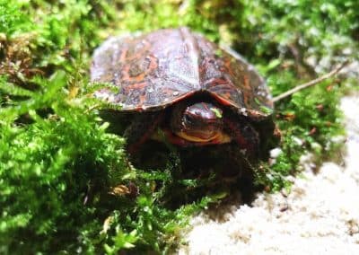 Rhinoclemmys pulcherima incisa Guatemala-Erdschildkröte Nachzucht läuft am Land