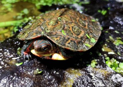 Rhinoclemmys pulcherima incisa Guatemala-Erdschildkröte Nachzucht auf Sonneninsel