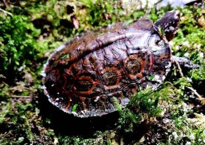 Rhinoclemmys pulcherima incisa Guatemala-Erdschildkröte Nachzucht am Land