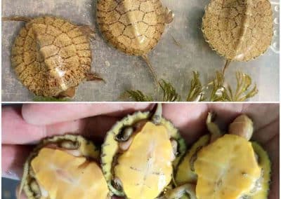 Sacalia quadriocellata Vietnamesische-Pfauenaugenschildkröte Nachzuchten Babys Oberpanzer und Unterpanzer Plastron