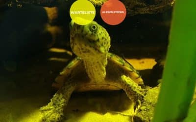 Sternotherus minor minor – Zwerg-Moschusschildkröte Nachzuchten Warteliste