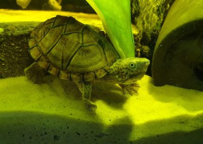 Sternotherus minor minor Zwerg Moschusschildkröte Nachzucht klettert im Wasser