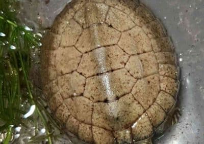 Sacalia quadriocellata Vietnamesische-Pfauenaugenschildkröte Nachzucht Baby Vogelperspektive