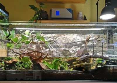 Wasserschildkröten Aquarium für eine Nachzucht 3 Vielen lieben Dank an Kati Stephan