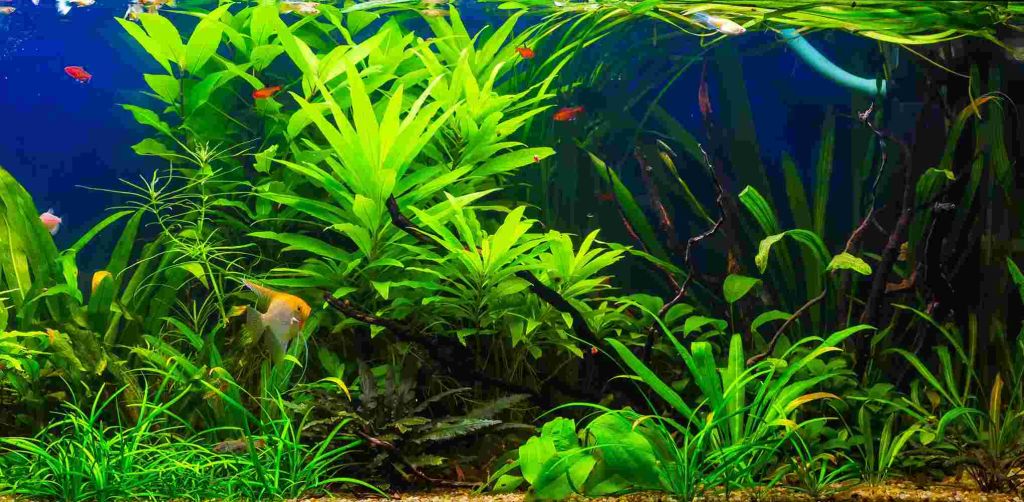 Aquarium Pflanzen Fische