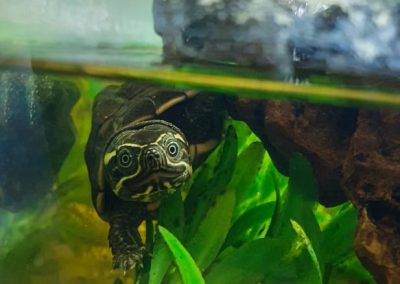Malaien Sumpfschildkröte Malayemys subtrijuga Nachzuchten Kopf Zeichnung