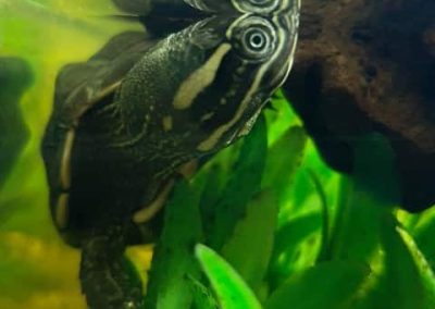 Malaien Sumpfschildkröte Malayemys subtrijuga Nachzuchten seitlich Kopf Hals