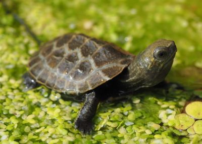 Japanische Sumpfschildkröte Mauremys japonica Nachzucht Nahaufnahme