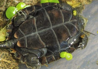 Japanische Sumpfschildkröte Mauremys japonica Nachzucht Unterpanzer Plastron