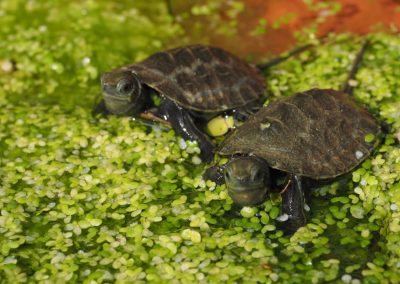 Japanische Sumpfschildkröte Mauremys japonica Nachzucht Zwei