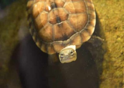 Mauremys mutica - Gelbe Sumpfschildkröte Nachzucht Baby schaut nach oben