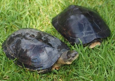 Mauremys mutica - Gelbe Sumpfschildkröte erwachsen adult beide Geschlechter