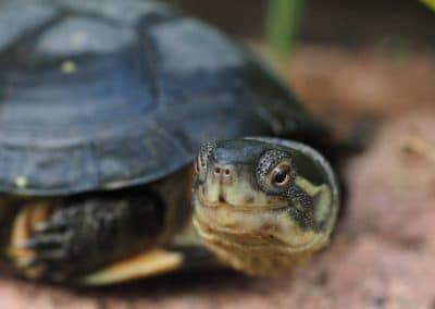 Mauremys mutica - Gelbe Sumpfschildkröte erwachsen adult lächelt