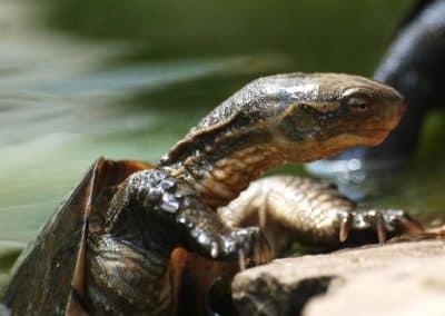 Mauremys mutica - Gelbe Sumpfschildkröte erwachsen adult zoom