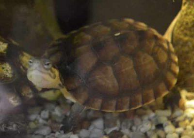 Mauremys mutica - Gelbe Sumpfschildkröte Baby Nachzucht seitlich