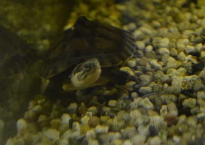 Mauremys mutica - Gelbe Sumpfschildkröte Baby Nachzucht Frontaufnahme