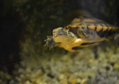 Mauremys mutica - Gelbe Sumpfschildkröte Baby Nachzucht lächelt