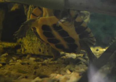 Mauremys mutica - Gelbe Sumpfschildkröte Baby Nachzucht Unterpanzer Plastron