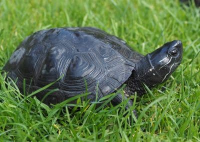 Mauremys nigricans - Chinesische-Rothalsschildkröte erwachsen adult Männchen