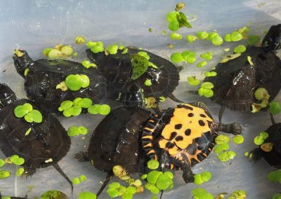 Mauremys nigricans - Chinesische-Rothalsschildkröte mehrere Nachzuchten