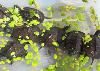 Mauremys nigricans - Chinesische-Rothalsschildkröte mehrere Nachzuchten Oberpanzer