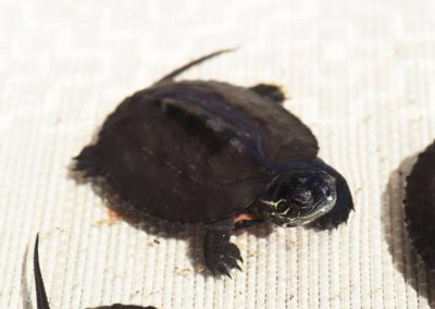 Mauremys nigricans - Chinesische-Rothalsschildkröte Nachzucht Oberpanzer