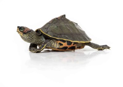 Pangshura tecta Indische Dachschildkröte Nachzucht Baby in Bewegung seitlich