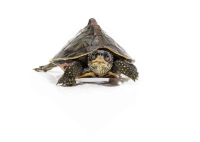 Pangshura tecta Indische Dachschildkröte Nachzucht Baby in Bewegung Frontaufnahme