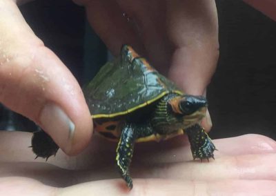 Pangshura tecta Indische Dachschildkröte Nachzucht Baby in der Hand