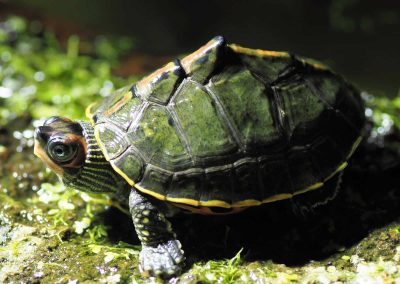 Pangshura tecta Indische Dachschildkröte Nachzucht Baby seitliche Aufnahme