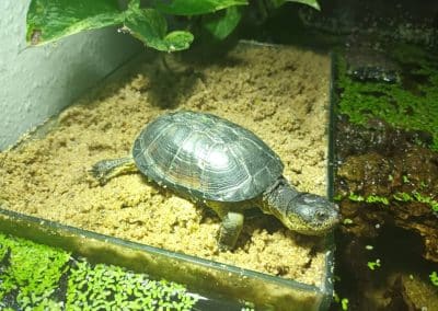 Pelusios nanus Zwergklappbrustschildkröten adult erwachsen am Land