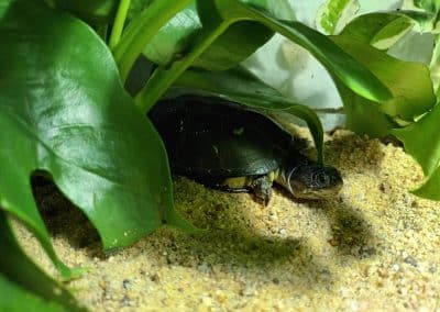 Pelusios nanus Zwergklappbrustschildkröten adult erwachsen am Land unter Pflanze versteckt