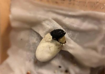 Pelusios nanus Zwergklappbrustschildkröten Baby Nachzucht schlüpft aus dem Ei