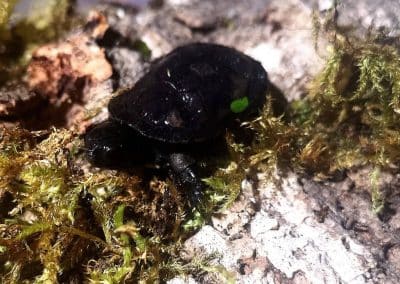 Pelusios nanus Zwergklappbrustschildkröten Baby Nachzucht auf Kork am Land