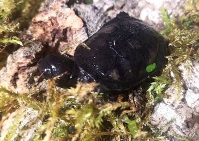 Pelusios nanus Zwergklappbrustschildkröten Baby Nachzucht Oberpanzer Kopf