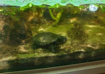 Pelusios nanus Zwergklappbrustschildkröten Baby Nachzucht im Wasser