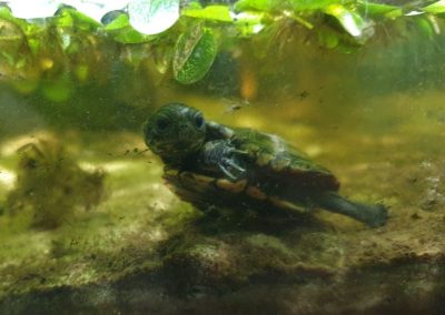 Pelusios nanus Zwergklappbrustschildkröten Baby Nachzucht im Wasser sehr neugierig