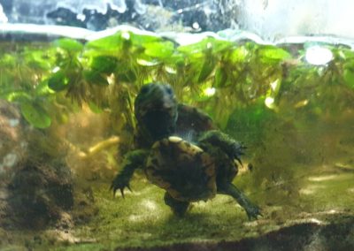 Pelusios nanus Zwergklappbrustschildkröten Baby Nachzucht Unterpanzer Plastron