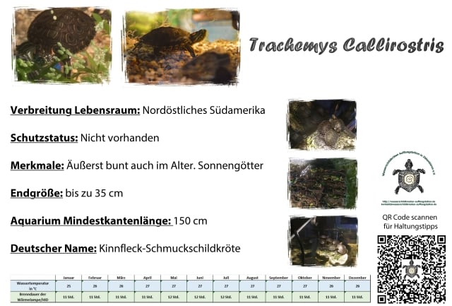 Trachemys callirostris Informationsschild Haltung Infos